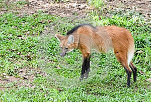 Maned wolf