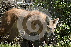 The maned wolf stands about 1 meter tall