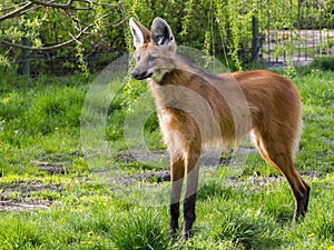Maned wolf stands