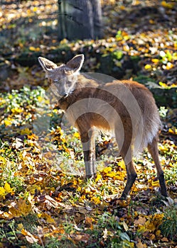 Maned wolf sunny autumn day