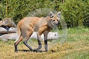 Maned Wolf walking on grass