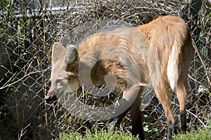 The maned wolf is walking next to a fence