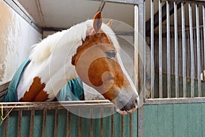 Manege horse in stable photo