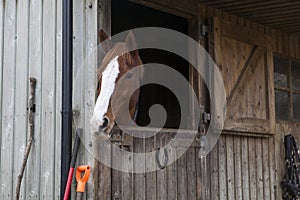 Manege horse in stable