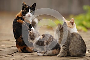 Maneki neko tricolor cat and her small kittens, family portrait outdoor, relaxation domestic animals