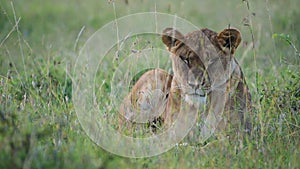 Maneless Barbary Lion Resting On The Grass At The Savannah In Kenya - Closeup Sh