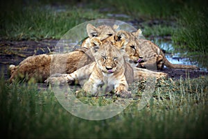 Maneless lion family lying on the grass in Tanzania