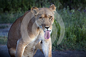 Maneless lion with its tongue out near the grass in Tanzania