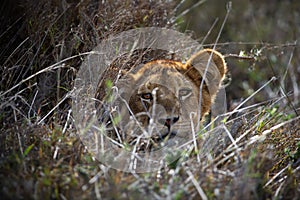 Maneless lion's head visible through twigs in Tanzania
