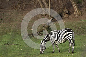 Maneless zebra