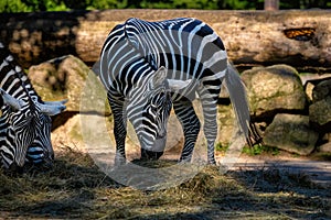 The maneless zebra (Equus quagga borensis)