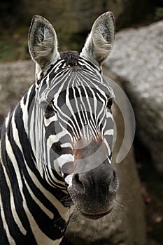 Maneless zebra (Equus quagga borensis).