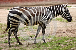 Maneless zebra (Equus quagga borensis).