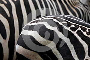 Maneless zebra (Equus quagga borensis) skin texture.