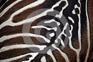 Maneless zebra (Equus quagga borensis) skin texture.