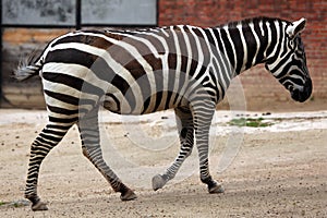 Maneless zebra (Equus quagga borensis).