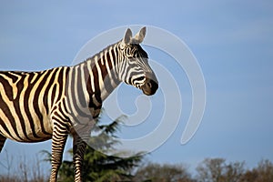 Maneless zebra with erect ears