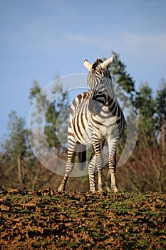 Maneless zebra foal on top of a mound