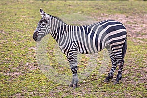 Maneless Zebra in green grass photo