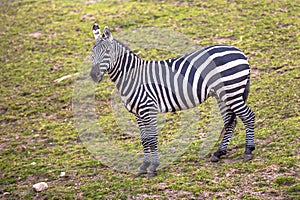 Maneless Zebra looking in camera photo