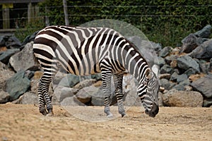 Maneless zebra looking out at the world