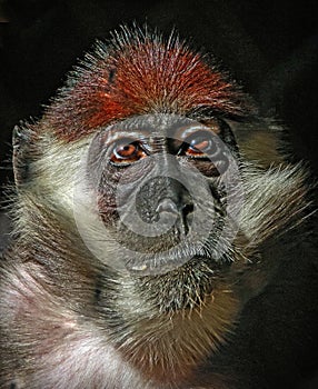 Mangabe Monkey