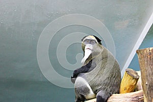 Mangabek monkey portrait. Mandrill. orangutan. Japanese macaque in Arashiyama. Baby monkey and monkey mother. Portrait