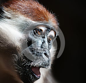 Mangabey