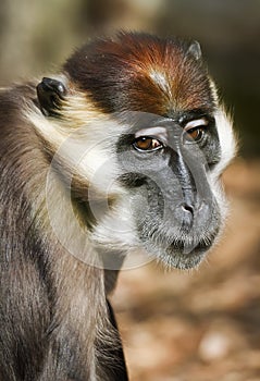 Mangabey Monkey, Cercocebus Torquatus. photo