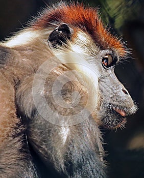 Mangabey