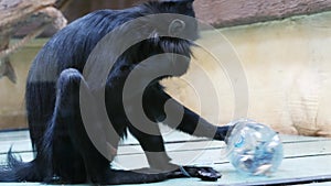 Mangabey takes out treats from a plastic bottle