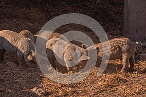 Mangalica a Hungarian breed of domestic pig