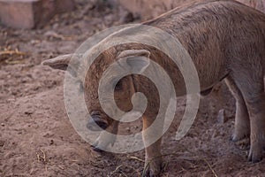 Mangalica a Hungarian breed of domestic pig