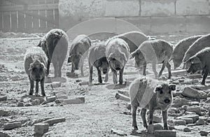 Mangalica a Hungarian breed of domestic pig