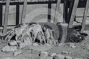 Mangalica a Hungarian breed of domestic pig