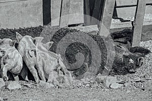 Mangalica a Hungarian breed of domestic pig