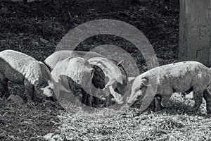 Mangalica a Hungarian breed of domestic pig