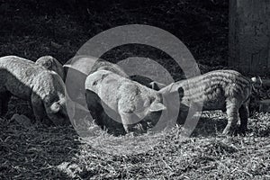 Mangalica a Hungarian breed of domestic pig