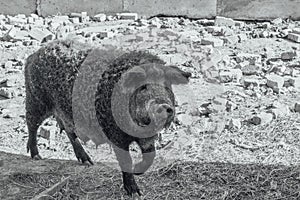 Mangalica a Hungarian breed of domestic pig