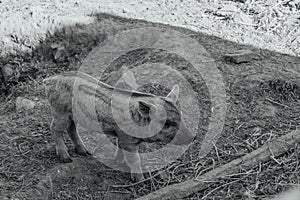 Mangalica a Hungarian breed of domestic pig