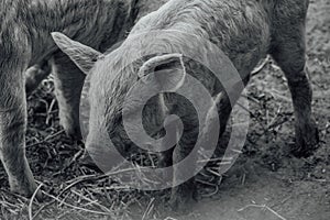 Mangalica a Hungarian breed of domestic pig