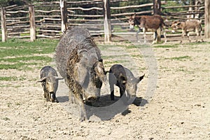 Mangalica a Hungarian breed of domestic pig sow with two pigs in a farm