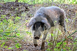 Mangalica in the Netherlands