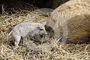 Mangalica piglet