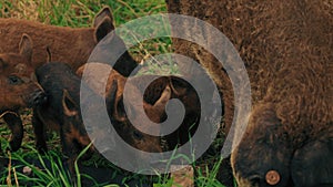 Mangalica piglets eating with their mom, lovely family, natural breed, farm animals concept