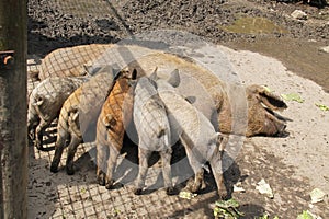 Mangalica piglets suckling from their mother