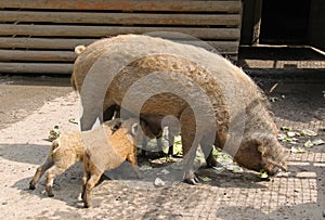 Mangalica piglets suckling from their mother
