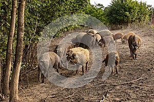 Mangalica Pigs on outdoor pasture