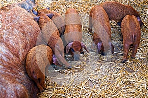 Mangalica pigs and piglets