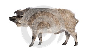 Mangalitsa or curly-hair hog